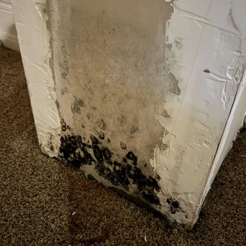 Professional Mold Removal in Semmes, AL